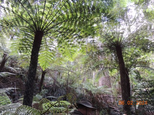 Semidry Rainforest